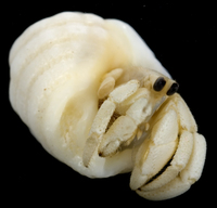 : Coenobita rugosus