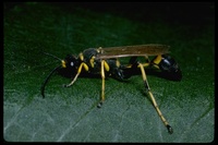 : Sceliphron caementarium; Yellow And Black Mud Dauber