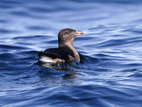 Rhinoceros Auklet. 30 September 2006. Photo by Angus Wilson