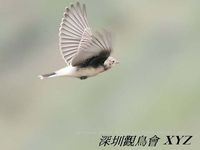 Oenanthe hispanica Black-eared Wheatear 白頂(即鳥) 083-010