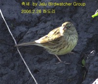 섬촉새 Black-faced Bunting in Had...