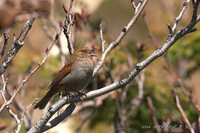 Japanese Accentor  » Prunella rubida