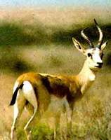 고와 - 거위목영양 Gazella subgutturosa. Goitered gazelle