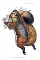 pteromys magnificus