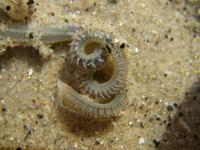 Scolepis cirratulus