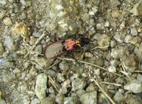 Pterostichus pilosus