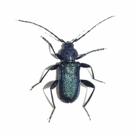 Callidium violaceum var. virescens