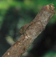 Oncideres gutturator