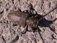 Lamia textor - Weaver Beetle