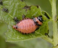 Leptinotarsa decemlineata - Colorado Potato Beetle