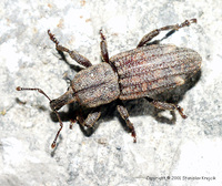 Neoplinthus tigratus porcatus