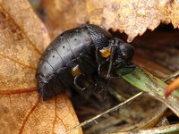 Meloe rugosus