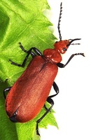 Pyrochroa serraticornis - Red-Headed Cardinal Beetle