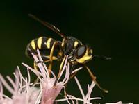 Conops quadrifasciatus