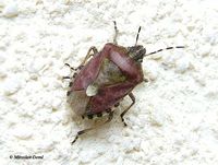 Dolycoris baccarum