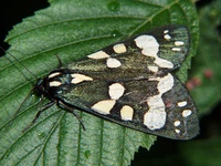 Callimorpha dominula - Scarlet Tiger