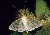 Pleuroptya ruralis - Mother of Pearl