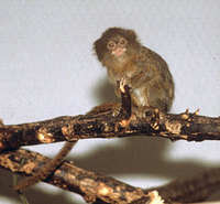 Pygmy marmoset (Callithrix pygmaea)