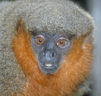 Dusky titi (Callicebus moloch)