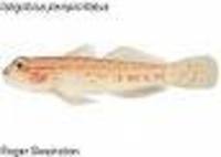 Istigobius perspicillatus, :