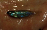 Procatopus schioetzi, SchiÃ¶tz' lampeye: aquarium