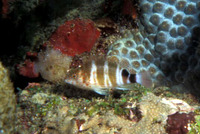Amblycirrhitus pinos, Redspotted hawkfish: aquarium