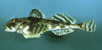 Myoxocephalus octodecemspinosus, Longhorn sculpin: