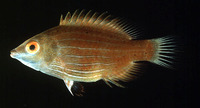 Pseudocheilinops ataenia, Pelvic-spot wrasse: