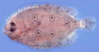 Pseudorhombus quinquocellatus, Five-eyed flounder: fisheries