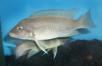 Neolamprologus mondabu, : aquarium