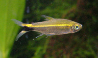 Hemigrammus hyanuary, January tetra: aquarium