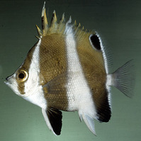 Chaetodon excelsa, Hawaiian gold-barred butterflyfish: aquarium