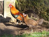 Red Junglefowl Gallus gallus