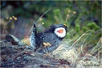 Sooty Grouse Dendragapus fuliginosus fuliginosus