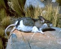 Image of: Chinchillula sahamae (altiplano chinchilla mouse)