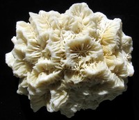 Diploria saratozana