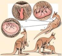 Image of: Macropodidae (kangaroos, wallabies, and relatives)