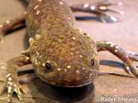 Ambystoma mexicanum - Axolotl