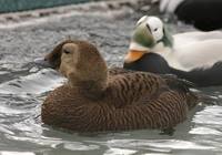 Somateria fischeri - Spectacled Eider