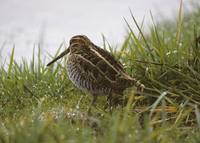 Gallinago gallinago - Snipe