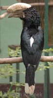 Bycanistes brevis - Silvery-cheeked Hornbill