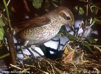 Lanius collurio - Red-backed Shrike