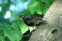 Sturnus vulgaris - European Starling