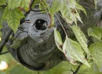 Image of: Dolichovespula maculata (baldfaced hornet)