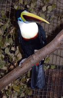 Ramphastos tucanus - Red-billed Toucan