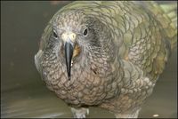 Nestor notabilis - Kea