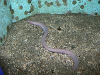 Myxine glutinosa - Atlantic Hagfish