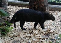 Herpailurus yaguarondi - Jaguarundi