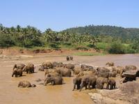 Elephas maximus maximus - Sri Lankan Elephant