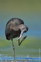 Image of: Plegadis falcinellus (glossy ibis)